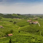 Prosecco